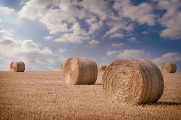 Big round bales on the field at sunset.