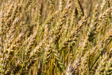 ears of wheat in field