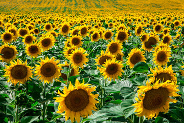 Fototapeta premium sunflowers against the blue sky. summer flowers.