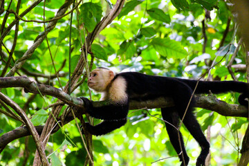 capucin à face blanche sauvage sur branche d'arbre 