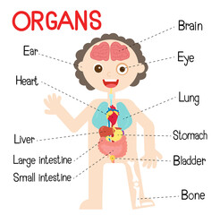 The Human Body Organs For Kids