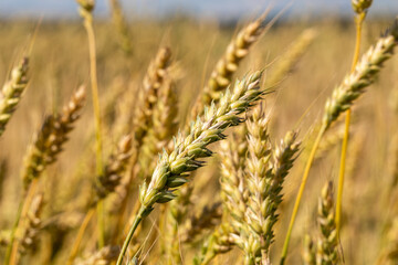 Fototapeta premium golden wheat field in summer