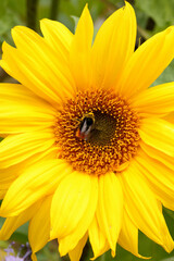 Bumble bee pollinating sunflower