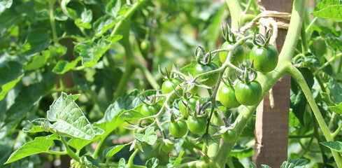 A small green tomato attacked by pests and diseases in late autumn in a greenhouse.