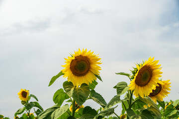Field of blooming sunflowers with a blue sky background