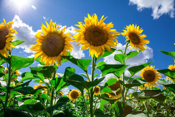 sunflowers against the blue sky. summer flowers.