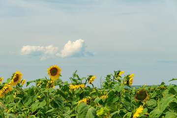 Field of blooming sunflowers with a blue sky background