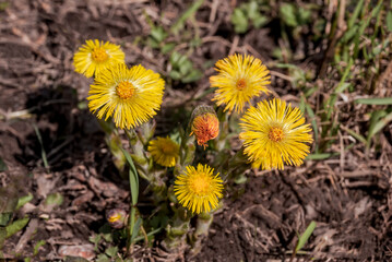 Coltsfoot (Tussilago farfara) in meadow, Central Russia