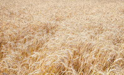 wheat field. Harvest. Agriculture. Harvest.
