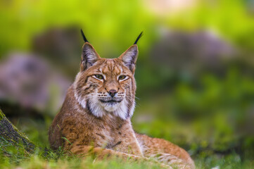 een wilde lynx verstopt zich in het bos