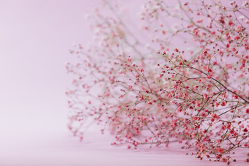 Pink gypsophila on a pink mauve background, perfect for greeting cards