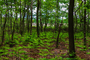 Obraz premium Landscape with pond in the forest near Almelo, Netherlands 