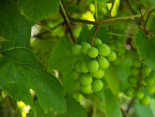 unripe bunch of grapes on a twig