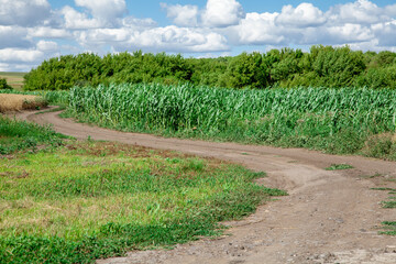 Fototapeta na wymiar Green cornfield. Rural economy. Harvesting corn.