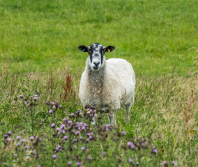 Single sheep standing in a Field, July 2020