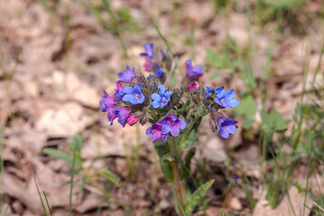 Unspotted Lungwort (Pulmonaria obscura) in forest, Central Russia