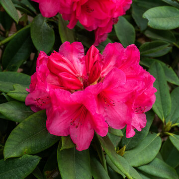 Close up of rose rhododendron flower
