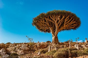 Dragon trees on Socotra Island, Yemen