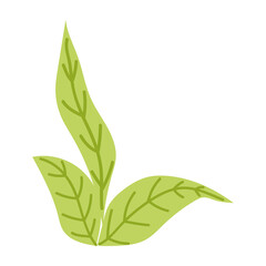 leaves plant vegetation botanical cartoon isolated icon design