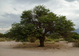 Fototapeta na wymiar Desert flora. Big tall tree with many branches and green leaves in the desert. 