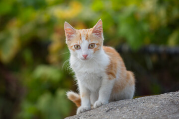 Naklejka na ściany i meble White-red homeless kitten sitting on the street. Green blurred background, soft focus