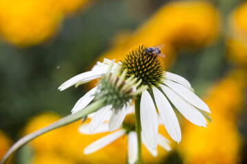 Blume mit Biene während der Bestäubung und suche nach Pollen