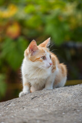 Naklejka na ściany i meble White-red homeless kitten sitting on the street. Green blurred background, soft focus