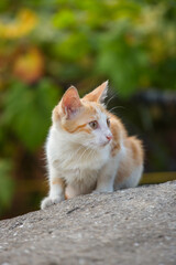 White-red homeless kitten sitting on the street. Green blurred background, soft focus