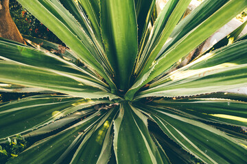 Fototapeta premium Yukka plant background. Top wiev