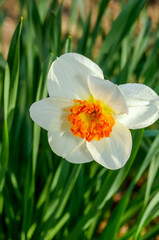 Small-cupped Daffodil (Narcissus x hybridus) in park