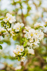 Blooming apple tree white flowers on branch