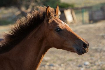 Obraz premium Brown foal, horse. Close-up portrait in the evening sun