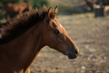 Fototapeta premium Brown foal, horse. Close-up portrait in the evening sun