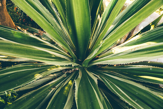 Yukka plant background. Top wiev