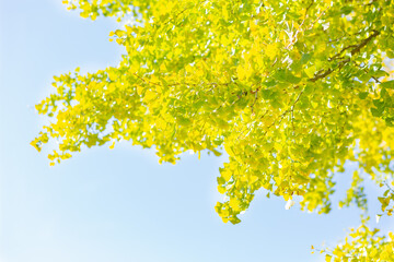 yellow autumn leaves in natural park of Tokyo, Japan