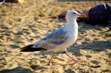 White cute seagull on the beach looking for food at Camber Sands, United Kingdom.