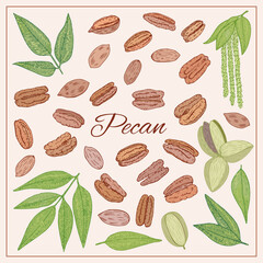 Pecan nut seed, leaves, flowers plant set. Hand drawn style. Retro vintage graphic design. Detailed botanical vector for Organic Food, cosmetics component