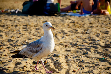White cute seagull on the beach looking for food at Camber Sands, United Kingdom.