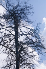 old gnarled dry tree against the blue sky