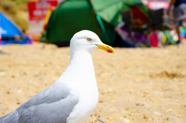 White cute seagull on the beach looking for food at Camber Sands, United Kingdom.