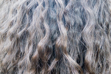 Fototapeta premium long wavy blonde hair on the girl's head
