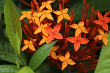 red and yellow flower in garden