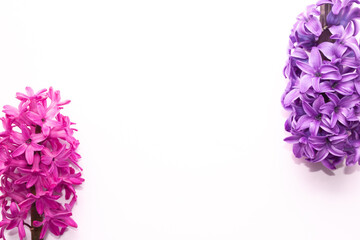 inflorescence of pink purple hyacinth flower isolated on white background banner. gentle spring summer design, copy space for your text