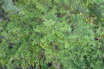 Village Life and Nature