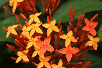 Obraz premium red and yellow flower in garden