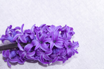 Fototapeta premium inflorescence of pink purple hyacinth flower isolated on white background banner. gentle spring summer design, copy space for your text