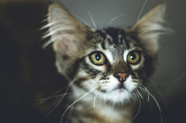 Portrait of a cat with stripes