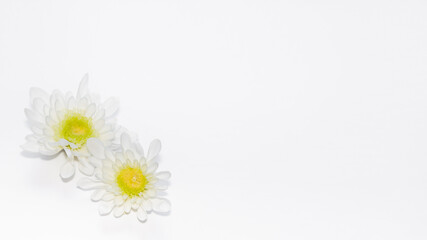 two bright white gerbera flowers of different sizes isolated on white. copy space for text, airy light blank design horizontal banner format