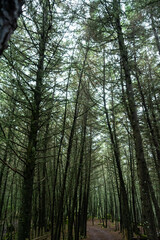 Obraz premium Manantlan