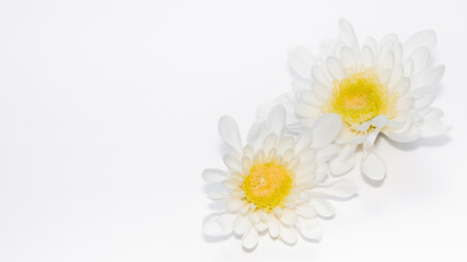 two bright white yellow gerbera flowers isolated on white background. copy space for text, wedding bridal holiday design horizontal banner format